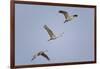 Sandhill Cranes Flying-DLILLC-Framed Photographic Print