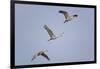 Sandhill Cranes Flying-DLILLC-Framed Photographic Print