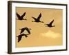 Sandhill Cranes (Grus Canadensis) Flying at Dawn, Platte River, Nebraska, USA-William Sutton-Framed Photographic Print