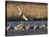 Sandhill Cranes (Grus Canadensis) Flying at Dusk, Platte River, Nebraska, USA-William Sutton-Stretched Canvas