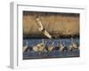 Sandhill Cranes (Grus Canadensis) Flying at Dusk, Platte River, Nebraska, USA-William Sutton-Framed Photographic Print