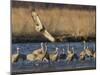 Sandhill Cranes (Grus Canadensis) Flying at Dusk, Platte River, Nebraska, USA-William Sutton-Mounted Photographic Print