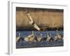 Sandhill Cranes (Grus Canadensis) Flying at Dusk, Platte River, Nebraska, USA-William Sutton-Framed Photographic Print