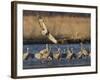 Sandhill Cranes (Grus Canadensis) Flying at Dusk, Platte River, Nebraska, USA-William Sutton-Framed Photographic Print
