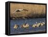 Sandhill Cranes (Grus Canadensis) Flying at Dusk, Platte River, Nebraska, USA-William Sutton-Framed Stretched Canvas