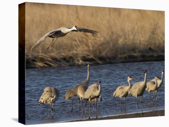 Sandhill Cranes (Grus Canadensis) Flying at Dusk, Platte River, Nebraska, USA-William Sutton-Stretched Canvas