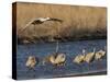 Sandhill Cranes (Grus Canadensis) Flying at Dusk, Platte River, Nebraska, USA-William Sutton-Stretched Canvas