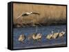 Sandhill Cranes (Grus Canadensis) Flying at Dusk, Platte River, Nebraska, USA-William Sutton-Framed Stretched Canvas