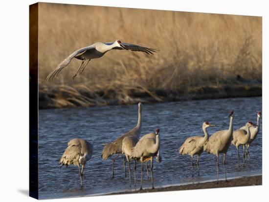 Sandhill Cranes (Grus Canadensis) Flying at Dusk, Platte River, Nebraska, USA-William Sutton-Stretched Canvas