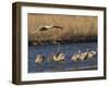 Sandhill Cranes (Grus Canadensis) Flying at Dusk, Platte River, Nebraska, USA-William Sutton-Framed Premium Photographic Print