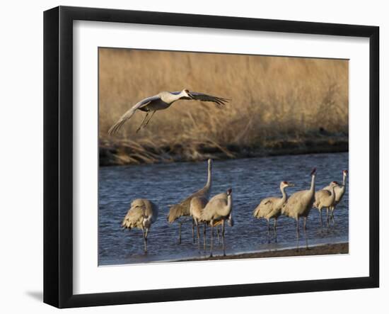 Sandhill Cranes (Grus Canadensis) Flying at Dusk, Platte River, Nebraska, USA-William Sutton-Framed Premium Photographic Print