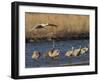 Sandhill Cranes (Grus Canadensis) Flying at Dusk, Platte River, Nebraska, USA-William Sutton-Framed Premium Photographic Print