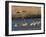 Sandhill Cranes (Grus Canadensis) Flying at Dusk, Platte River, Nebraska, USA-William Sutton-Framed Premium Photographic Print