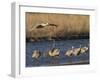 Sandhill Cranes (Grus Canadensis) Flying at Dusk, Platte River, Nebraska, USA-William Sutton-Framed Premium Photographic Print