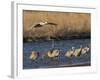 Sandhill Cranes (Grus Canadensis) Flying at Dusk, Platte River, Nebraska, USA-William Sutton-Framed Photographic Print