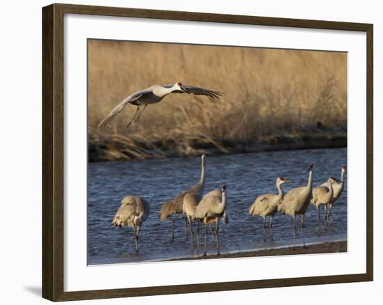 Sandhill Cranes (Grus Canadensis) Flying at Dusk, Platte River, Nebraska, USA-William Sutton-Framed Photographic Print