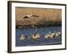 Sandhill Cranes (Grus Canadensis) Flying at Dusk, Platte River, Nebraska, USA-William Sutton-Framed Photographic Print