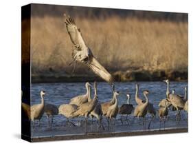 Sandhill Cranes (Grus Canadensis) Flying at Dusk, Platte River, Nebraska, USA-William Sutton-Stretched Canvas