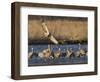 Sandhill Cranes (Grus Canadensis) Flying at Dusk, Platte River, Nebraska, USA-William Sutton-Framed Photographic Print