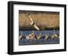 Sandhill Cranes (Grus Canadensis) Flying at Dusk, Platte River, Nebraska, USA-William Sutton-Framed Photographic Print