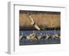 Sandhill Cranes (Grus Canadensis) Flying at Dusk, Platte River, Nebraska, USA-William Sutton-Framed Photographic Print