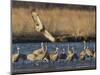 Sandhill Cranes (Grus Canadensis) Flying at Dusk, Platte River, Nebraska, USA-William Sutton-Mounted Photographic Print