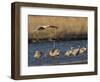 Sandhill Cranes (Grus Canadensis) Flying at Dusk, Platte River, Nebraska, USA-William Sutton-Framed Photographic Print