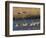 Sandhill Cranes (Grus Canadensis) Flying at Dusk, Platte River, Nebraska, USA-William Sutton-Framed Photographic Print