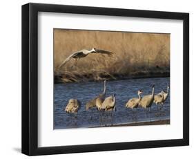 Sandhill Cranes (Grus Canadensis) Flying at Dusk, Platte River, Nebraska, USA-William Sutton-Framed Photographic Print