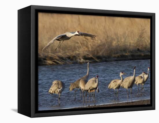 Sandhill Cranes (Grus Canadensis) Flying at Dusk, Platte River, Nebraska, USA-William Sutton-Framed Stretched Canvas