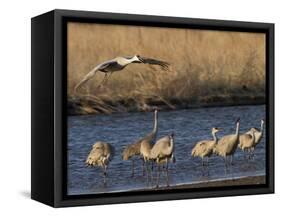 Sandhill Cranes (Grus Canadensis) Flying at Dusk, Platte River, Nebraska, USA-William Sutton-Framed Stretched Canvas