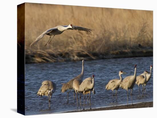 Sandhill Cranes (Grus Canadensis) Flying at Dusk, Platte River, Nebraska, USA-William Sutton-Stretched Canvas