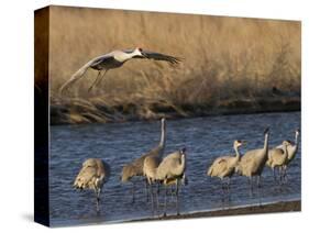 Sandhill Cranes (Grus Canadensis) Flying at Dusk, Platte River, Nebraska, USA-William Sutton-Stretched Canvas