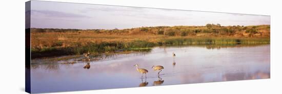 Sandhill Cranes (Grus Canadensis) in a Pond at a Celery Field, Sarasota, Sarasota County-null-Stretched Canvas