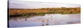 Sandhill Cranes (Grus Canadensis) in a Pond at a Celery Field, Sarasota, Sarasota County-null-Stretched Canvas