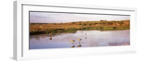 Sandhill Cranes (Grus Canadensis) in a Pond at a Celery Field, Sarasota, Sarasota County-null-Framed Photographic Print