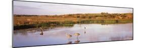 Sandhill Cranes (Grus Canadensis) in a Pond at a Celery Field, Sarasota, Sarasota County-null-Mounted Photographic Print