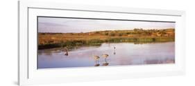 Sandhill Cranes (Grus Canadensis) in a Pond at a Celery Field, Sarasota, Sarasota County-null-Framed Photographic Print