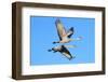 Sandhill Cranes  (Grus Canadensis)-Steve Byland-Framed Photographic Print