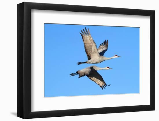 Sandhill Cranes  (Grus Canadensis)-Steve Byland-Framed Photographic Print