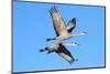 Sandhill Cranes  (Grus Canadensis)-Steve Byland-Mounted Photographic Print