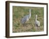 Sandhill cranes in field Bosque del Apache National Wildlife Refuge, New Mexico-Maresa Pryor-Framed Photographic Print