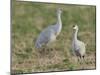 Sandhill cranes in field Bosque del Apache National Wildlife Refuge, New Mexico-Maresa Pryor-Mounted Photographic Print