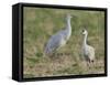 Sandhill cranes in field Bosque del Apache National Wildlife Refuge, New Mexico-Maresa Pryor-Framed Stretched Canvas