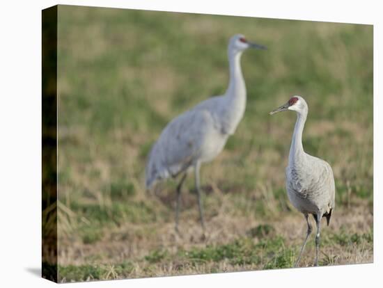 Sandhill cranes in field Bosque del Apache National Wildlife Refuge, New Mexico-Maresa Pryor-Stretched Canvas