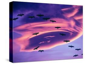 Sandhill Cranes in Flight and Lenticular Cloud Formation over Mt. Shasta, California-Tom Haseltine-Stretched Canvas