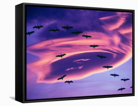 Sandhill Cranes in Flight and Lenticular Cloud Formation over Mt. Shasta, California-Tom Haseltine-Framed Stretched Canvas