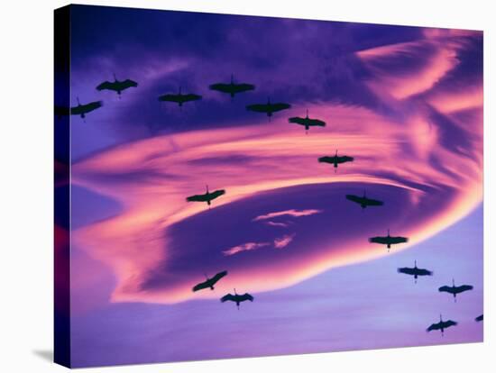 Sandhill Cranes in Flight and Lenticular Cloud Formation over Mt. Shasta, California-Tom Haseltine-Stretched Canvas