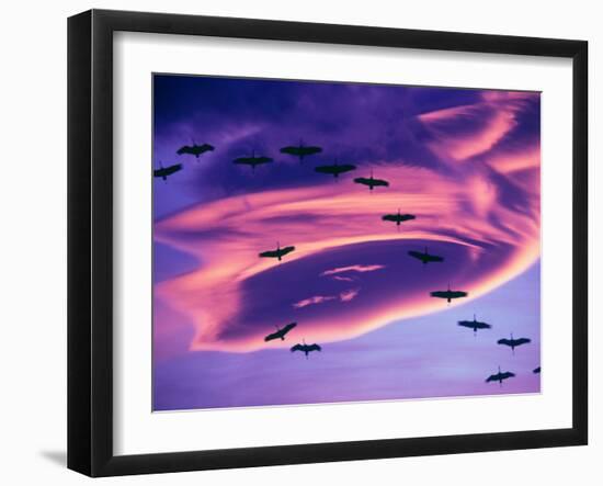 Sandhill Cranes in Flight and Lenticular Cloud Formation over Mt. Shasta, California-Tom Haseltine-Framed Premium Photographic Print