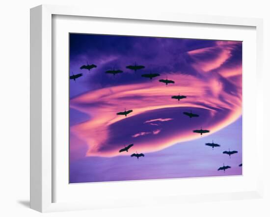 Sandhill Cranes in Flight and Lenticular Cloud Formation over Mt. Shasta, California-Tom Haseltine-Framed Premium Photographic Print